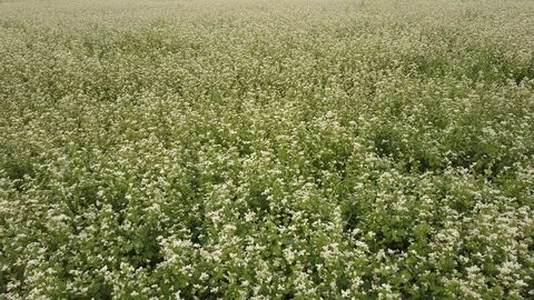 Flying over a flowering meadow Stock Footage 78575706