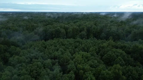 Flying over a foogy forest Stock Footage 257808212