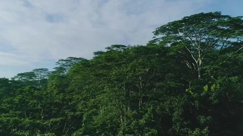 Flying over forest 1 Stock Footage 288236010