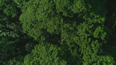 Flying over forest 4 Video stock 288236018