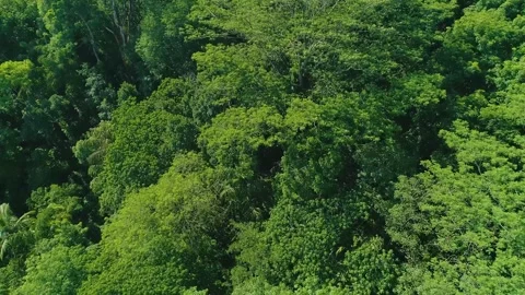 Flying over forest 6 Stock-Footage 288236217