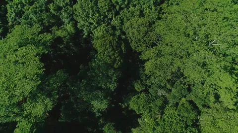 Flying over forest 7 Stock Footage 288236252