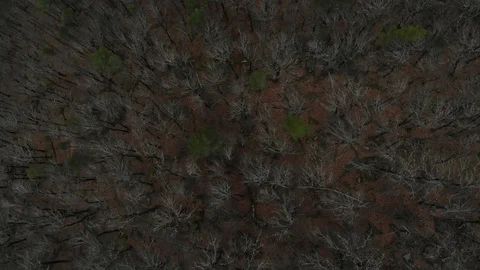 Flying over the forest. Aerial view of the Caucasus forest in winter. Stock Footage 124591290