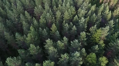 Flying over the forest. Aerial view of coniferous forest in Finland Stock Footage 134716103