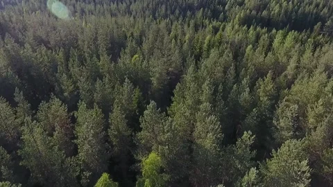 Flying over the forest. Aerial view of coniferous forest in Finland Stock Footage 134793822