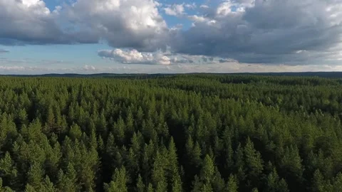 Flying over the forest. Aerial view of coniferous forest in Finland Stock Footage 134793991