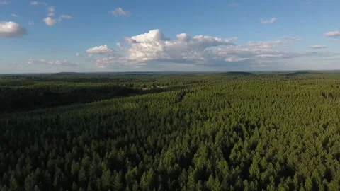 Flying over the forest. Aerial view of coniferous forest in Finland Stock Footage 134794008