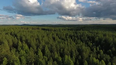 Flying over the forest. Aerial view of coniferous forest in Finland Stock Footage 134794009