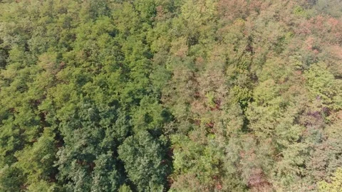 Flying over forest, aerial view of beautiful landscape trees Stock Footage 250251332