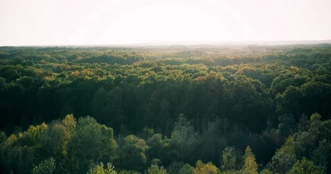 Flying over Forest Aerial wide view 4K video Stock Footage 117841185