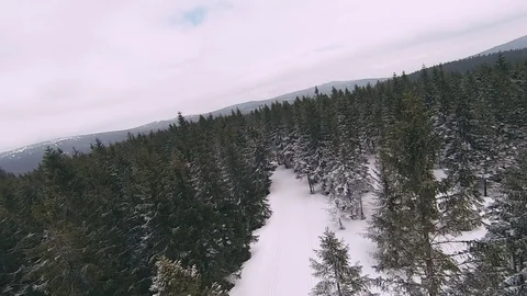 Flying over forest and cross country skiing tracks, winter drone aerial Stock Footage 87589834