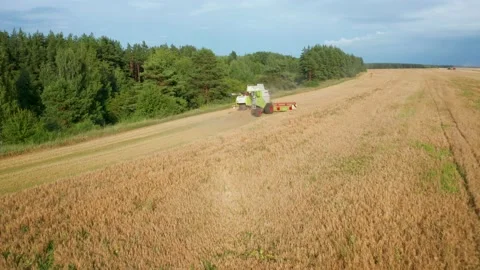 Flying over a forest and field where combines collect grain Video stock 136445327