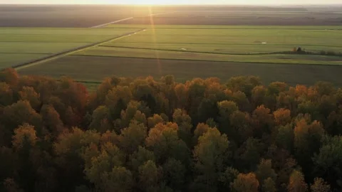 Flying over forest and field. Autumn. Forest and fields at sunset. Yellow trees Stock Footage 153292792
