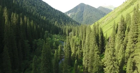 Flying over the forest and mountain river near Kolsay lake Stock-Footage 77615518