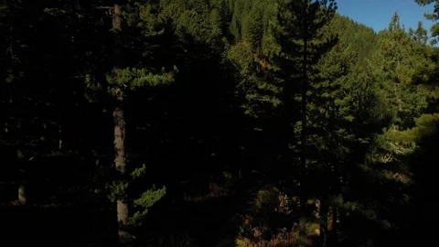 Flying Over The Forest  and Mountains, Wonderful Nature Landscape Stock Footage 123770866