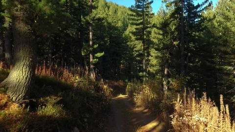 Flying Over The Forest  and Mountains, Wonderful Nature Landscape Stock Footage 123770900
