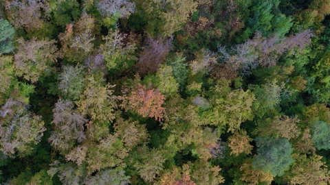 Flying over the forest in autumn - 4k - ProRes Stock Footage 180925945