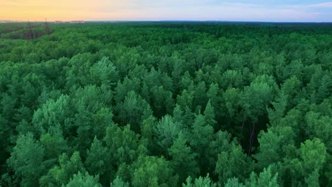Flying over the forest at dawn. A bird's-eye view of the tree crowns at dawn. Stock Footage 204011488