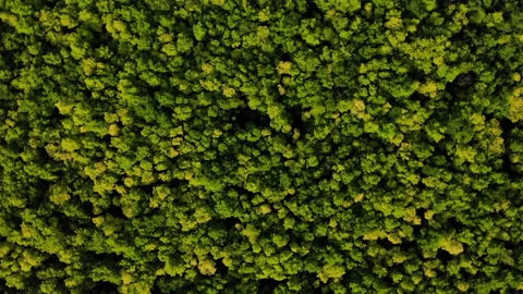 Flying over the forest on a drone Stockbeeldmateriaal 138585247