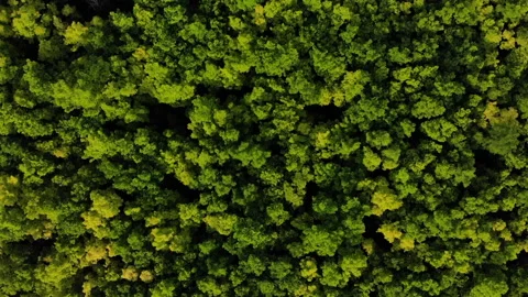 Flying over the forest on a drone Видео 138585703