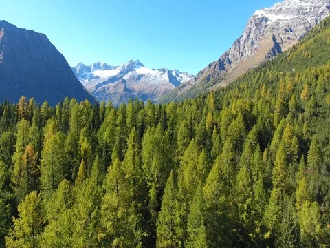 Flying over the forest with a drone. Pines and larchs in mountain Vidéo 80903356