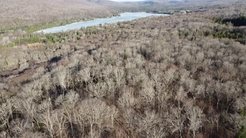 Flying Over a Forest During Winter Stock Footage 157932452