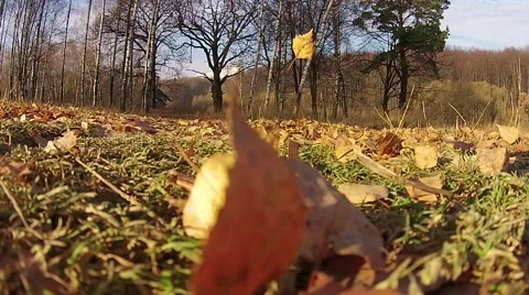 Flying over the forest in the early fall, rise from the ground Stock Footage 45979287