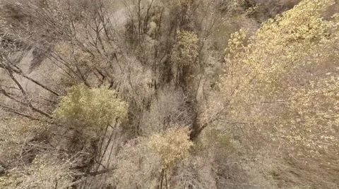 Flying over forest extended.mp4 Video stock 48332804