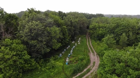 Flying over the forest, field, and apiary Stock Footage 151768286