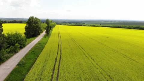 Flying over the forest, field Stock Footage 151768706