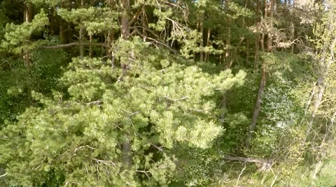 Flying over the forest. Field road leaving in a distance Video stock 63040776