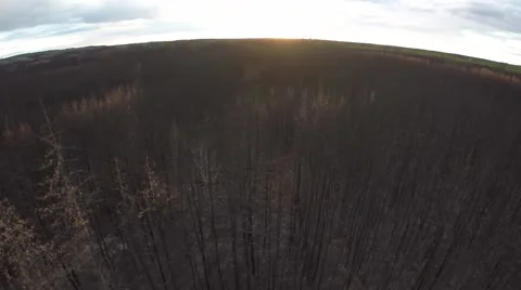 Flying over a forest fire aftermath Stock Footage 55020814