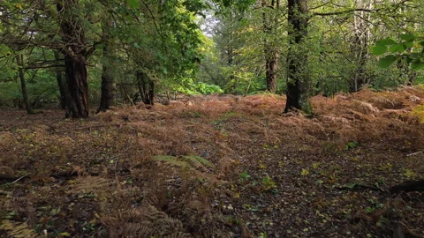 Flying Over The Forest Floor Low And Slow In Autumn Video stock 255616631
