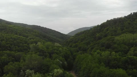 Flying over the forest. Flying over the forest in gloomy weather. Stock Footage 132574664