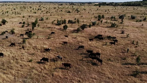 Flying over the forest, flying through the trees, aerial view Stock Footage 112125989
