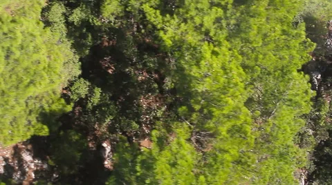Flying over the Forest Stock Footage 55376530