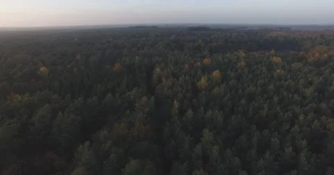 Flying over forest Video stock 56749744
