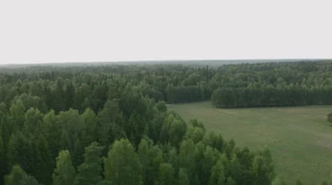Flying over the forest Stock Footage 62107074