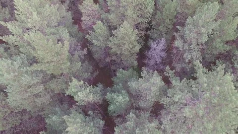 Flying over the forest Stock Footage 69917743