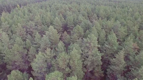 Flying over the forest 스톡 동영상 69925319