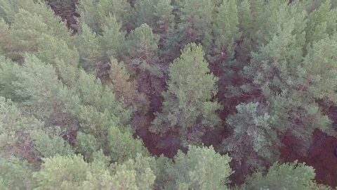 Flying over the forest 스톡 동영상 69925431