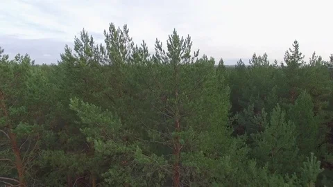 Flying over the forest. Stock-Footage 69925591