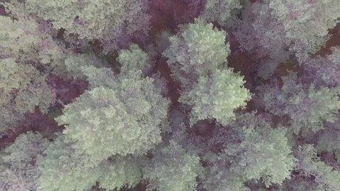 Flying over the forest 스톡 동영상 69925594