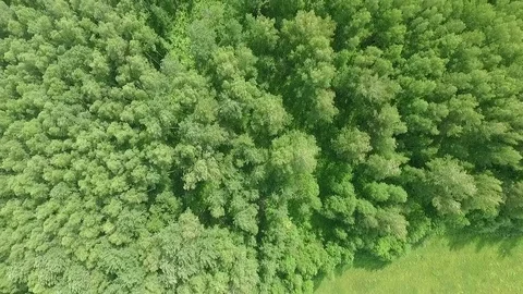 Flying over the forest 스톡 동영상 69980855