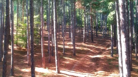 Flying over the forest Stock Footage 81104740