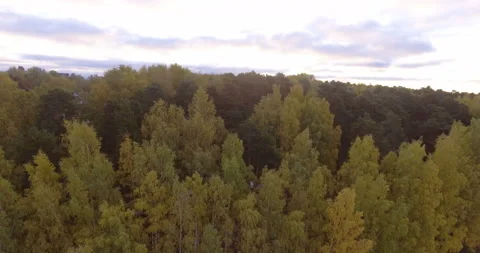 Flying over the forest Vídeo Stock 85602870