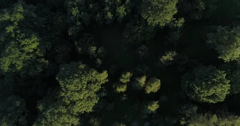 Flying over forest Stock Footage 85701255