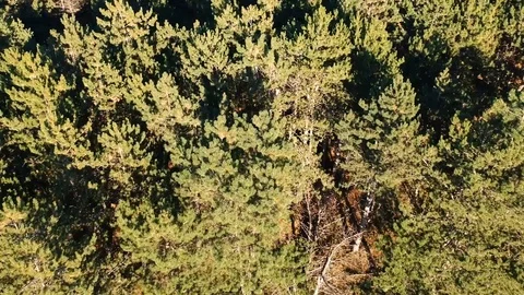 Flying over the forest Stock Footage 97278239