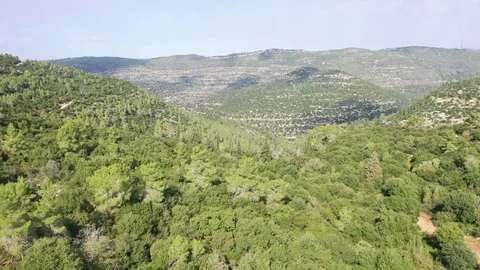 Flying over the forest Stock Footage 99148920