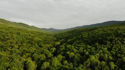 Flying over the forest. Stock Footage 111392290